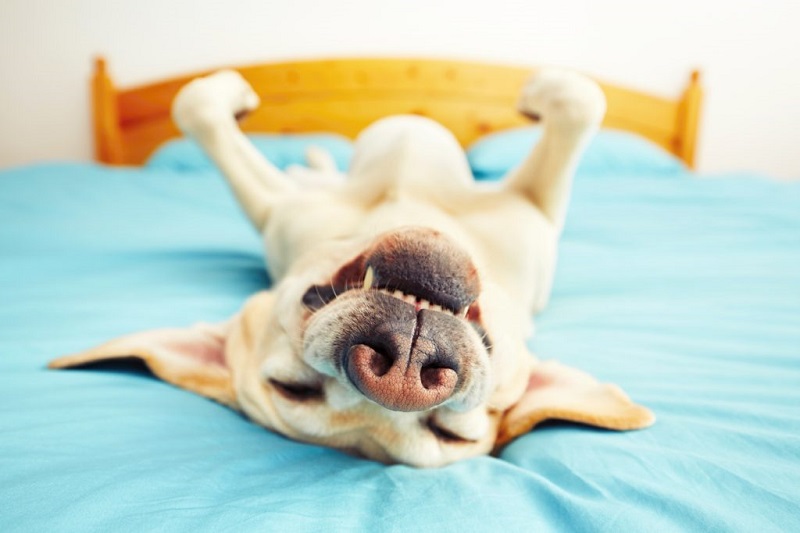 Dog is lying on back on the bed