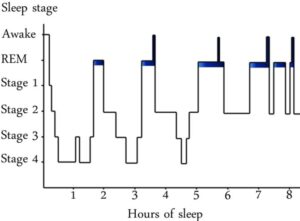 Sleeping Cycle