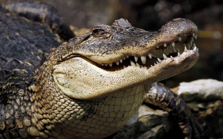 Dreaming About Alligators, Meaning and Symbolism