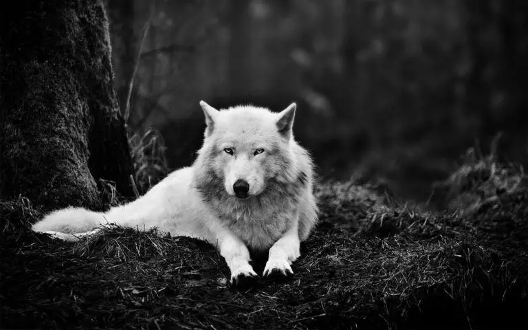 Dreaming About Wolves, Meaning and Symbolism