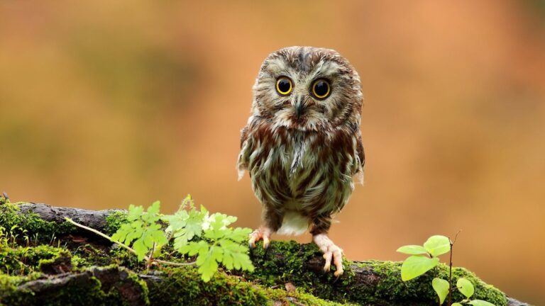 Dreaming About Owls, Meaning and Symbolism